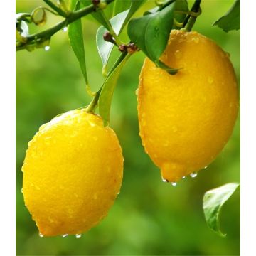 Large Citrus Tree - Fruiting & Flowering Lemon Tree - 120-140cms - Perfect for a G&T!