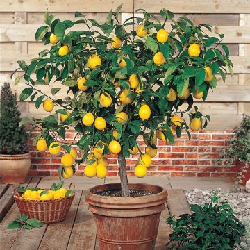 Lemon Citrus - Extra Large Specimen - Lemon Tree - circa 140-190cm