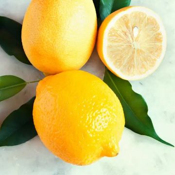 GIANT Lemon Tree - Mediterranean Citrus LEMON Tree XXXL - Large Specimen - circa 160-180cms tall