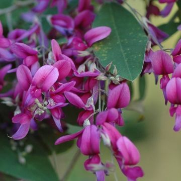 Lespedeza bicolor - Summer Beauty