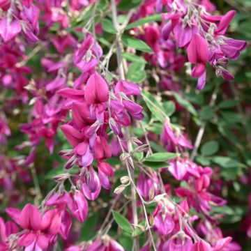 Lespedeza thunbergii