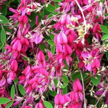 Lespedeza thunbergii