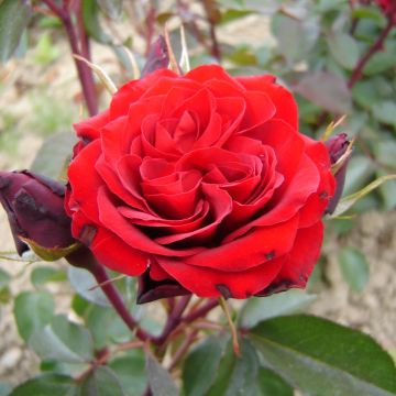 Rose 'Lest We Forget' - Hybrid Tea Rose
