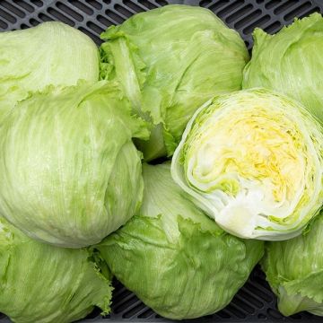 Lettuce 'Iceburg' - Pack of TWELVE Plants