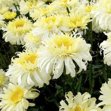 Leucanthemum Real Charmer - Large Plant