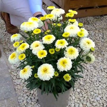 Leucanthemum Real Deal - Shasta Daisy - Large Plant in Bud & Bloom