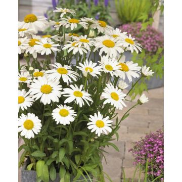 Leucanthemum x superbum Snow Lady - Giant White Shasta Daisy Plants