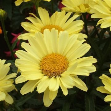 Leucanthemum Sunbeam