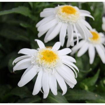 Leucathemum Sweet Daisy Birdy