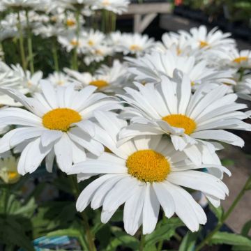 Leucanthemum Sweet Daisy Christine - Shasta Daisy Chrysanthemum