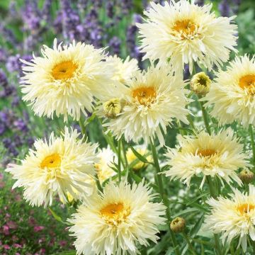 Chrysantheum (Leucanthemum) Snowdrift - Crazy Daisy - Pack of TWO