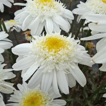 Leucanthemum Real Comet