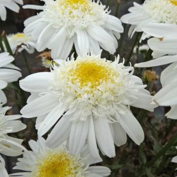 Leucanthemum Real Snowball - Large Plant