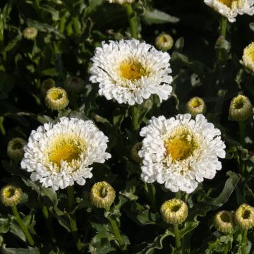 Leucanthemum Real Snowball - Shasta Daisy - Large Plant in Bud & Bloom