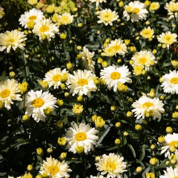 Leucanthemum superba Banana Cream - Shasta Daisy