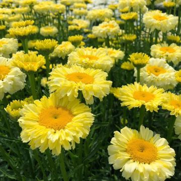 Leucanthemum Gold Cup