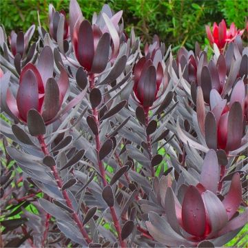 Protea Leucadendron 'Burgundy Sunset' - Purple Protea