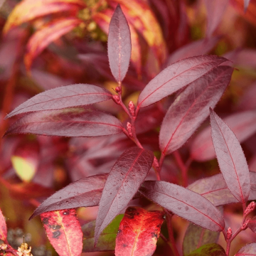 Leucothoe keiskei 'Royal Ruby' - Switch Ivy