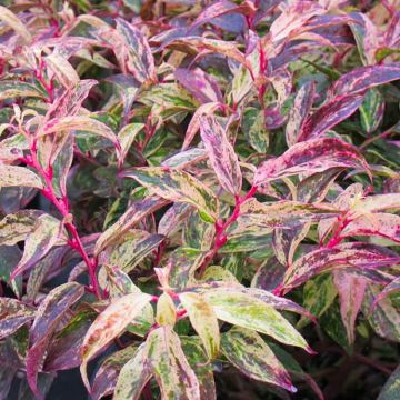 Leucothoe Rainbow - Burnish Bronze-Red & Cream Evergreen Switch Ivy Plants