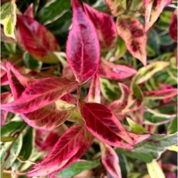 Leucothoe walteri Firestar - New Variegated Gold and Red Evergreen - LARGE
