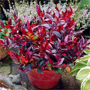 Leucothoe Zeblid - Large Evergreen Scarletta Plants Switch Ivy