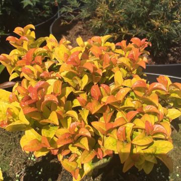 Leucothoe axillaris Curly Gold - Unique Twisted Evergreen Foliage