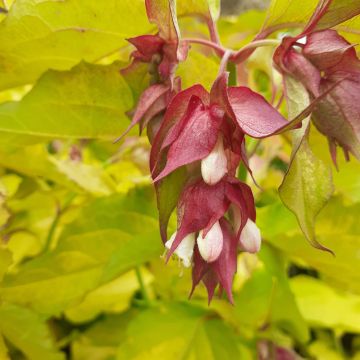 Leycesteria Golden Lanterns - Pheasant Berry