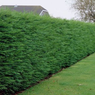 Leylandii - Green Leyland Cypress - Cuprocyparis leylandii - Pack of TEN 3-4ft Hedging Conifers