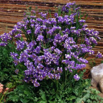 Statice (Limonium) Forever Blue