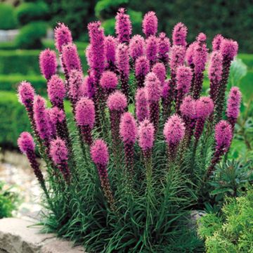 25 x Dense Blazing Star - Liatris spicata - Gay Feather