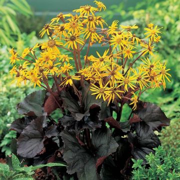 Ligularia dentata Midnight Lady - Pack of THREE Plants