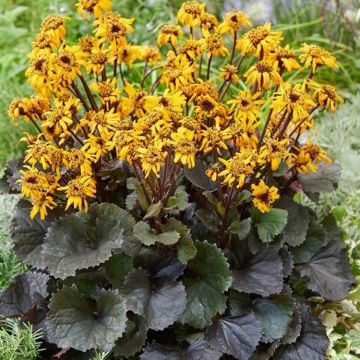 Ligularia dentata 'Pandora'