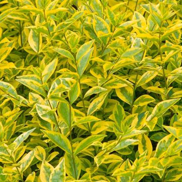 Gold Privet Hedging - Ligustrum ovalifolium Aureum - circa 100-120cm