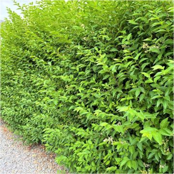Green Privet Hedging - Ligustrum vulgare atrovirens - 60-80cms