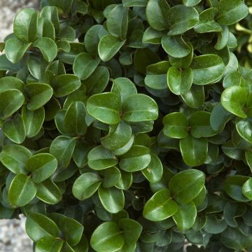 Ligustrum japonicum Rotundifolium - Curly Leaf Privet