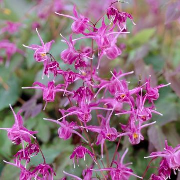 Epimedium grandiflorum Lilafee