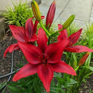 Lilium Monte Negro - Pack of TWO Lily Bulbs