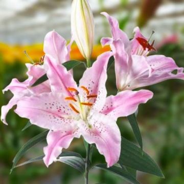 Lilium Virtuoso - Lily Bulb