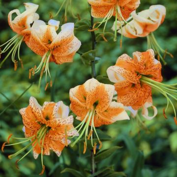 Lilium Lady Alice - Pack of TWO Lily Bulbs