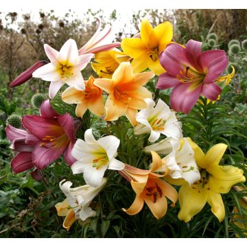 Lilium Trumpet Mixed - Pack of Four