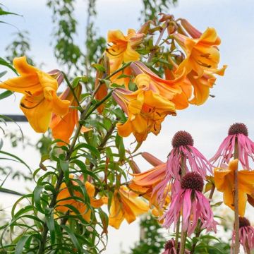 Giant Skyscraper Towering Tree-like Trumpet Lilium - African Queen - Lily Bulb Giant Skyscraper Towering Tree-like Trumpet Lilium - African Queen - Lily Bulb