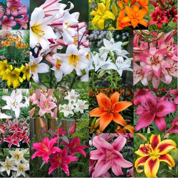 Giant Flowered Fragrant Trumpet Garden Lily Collection - Pack of 15 Bulbs
