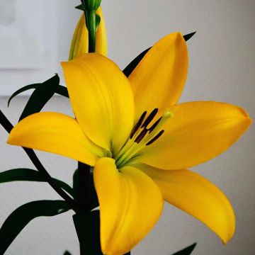 Lilium Scipione - Tall Hybrid Lily Bulb