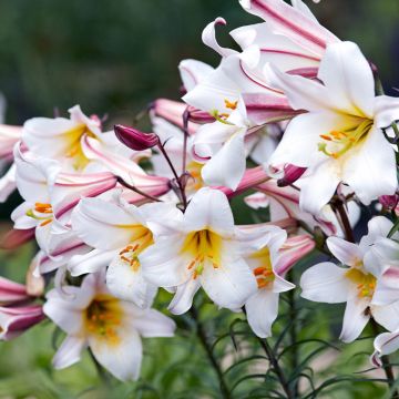 Lily Regale - Pack of EIGHT Lilium Bulbs - Regal Royal Lily