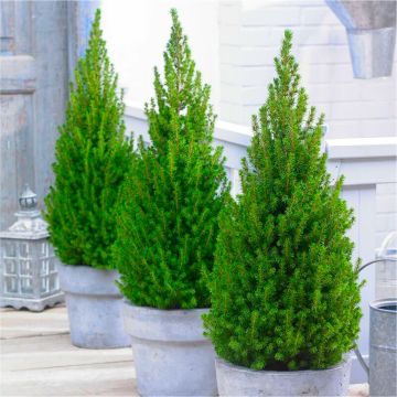 Patio Pine 'Lime Zinger' Picea - circa 40-50cm tall - Pack of THREE