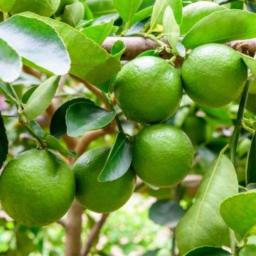 Citrus Latifolia - Lima Verde - Extra Large Specimen Citrus Tree - circa 140cm
