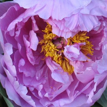 Tree Peony - Paeonia suffruticosa ‘Ling Hua Zhan Lou’ - Limpid Dews on Two-horned flower – Lavender-Blue