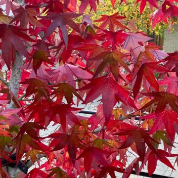 Liquidambar styraciflua Worplesdon - Sweet Gum Tree - circa 150-180cm