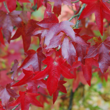 Liquidambar styraciflua 'Stared' - Sweet Gum Tree
