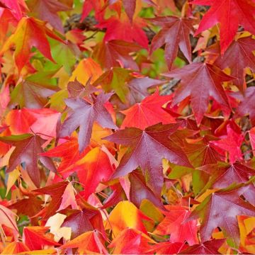 Liquidamber styracifolia 'Gumball'